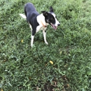 Stockdog Exchange - Dog Training