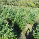 Haring Tree Farm - Christmas Trees