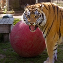 Tigers For Tomorrow - Tourist Information & Attractions