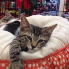 Humane Society Of Greater Miami North