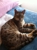 Pets Life Veterinary Care - Veterinary Surgeons