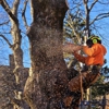 Buzz Tree Specialist gallery