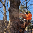 Buzz Tree Specialist - Tree Service