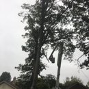 J.P. Tree LLC - Arborists