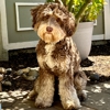 Loving Labradoodles gallery