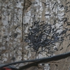 Absolute Pest Solutions gallery