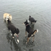 Salty Dogs walking and pet services gallery