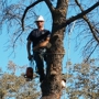 Delbert Johnson Tree & Stump Removal, Inc