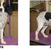 Dapper Dog Pet Grooming gallery