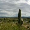 Tucson McGraw's gallery