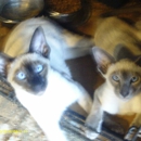 Gotier Siamese - Pet Breeders