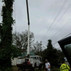 All tree pro removal and pruning L.L.C gallery