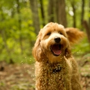 Waltzing Matilda's Labradoodles - Pet Boarding & Kennels