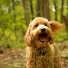 Waltzing Matilda's Labradoodles