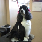 Clipper Ship Pet Grooming