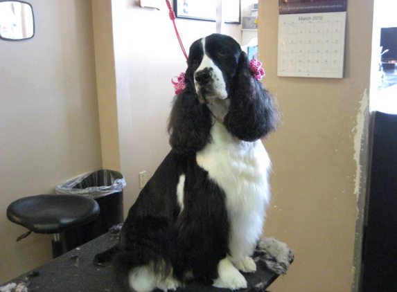 Clipper Ship Pet Grooming - Lake Mary, FL