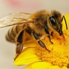 Ferguson Honeybee Services gallery