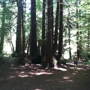 Forest of Nisene Marks State Park