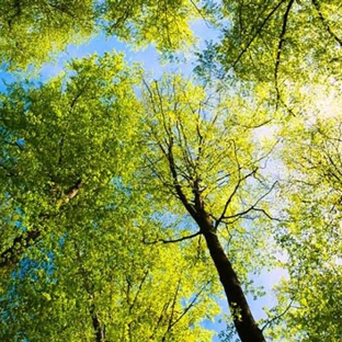 Above All Arbor - Colo Vale, NSW