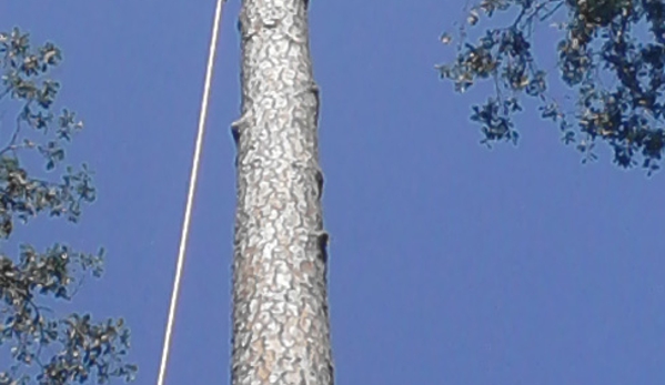 Singletary Tree Service. Tree Removal Service in Pearl River