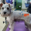 My Dog's Groomer - Pet Grooming