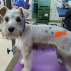 My Dog's Groomer