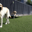 Puppies Love our Daycare