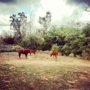 Santiago Equestrian Center