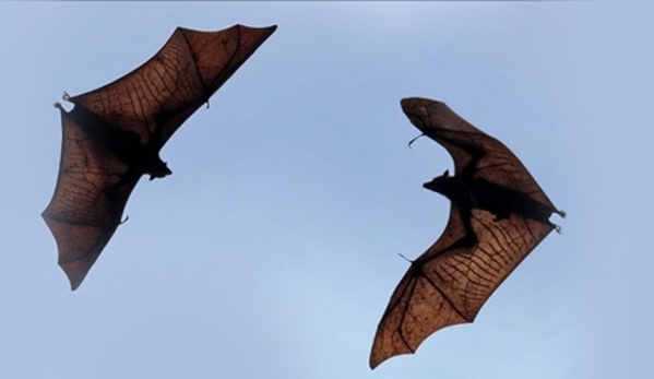 Bats In The Belfry Animal Damage Control - Bristol, VT