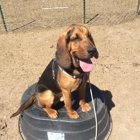 Patiently Pawlished Canine Training