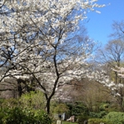Locust Valley Cemetery