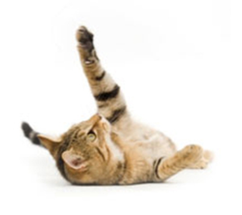 Blayney Veterinary Hospital - Blayney, NSW