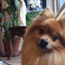Pampered Pets - Dog & Cat Grooming & Supplies