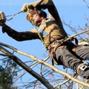 Capital City Tree Service - Tree Service