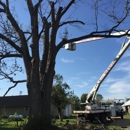 Zielinski Tree Service - Tree Service