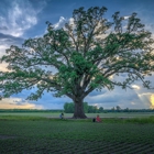 Landmark Tree Care