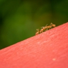 Monterey Bay Pest Control Inc gallery