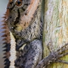 Houck Wildlife Removal gallery