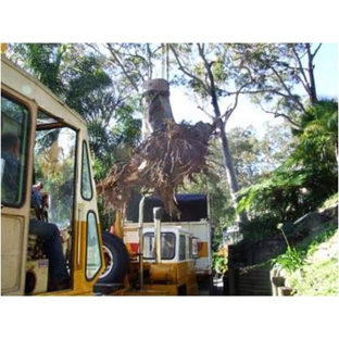 Bulldog Trees - Maroota, NSW