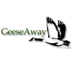 Geese Away