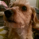Fluffybutts Belltown Dog Walking, Pet Care & Wellness Supplies - Dog & Cat Furnishings & Supplies
