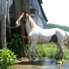 Washington County Veterinary Service gallery