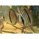 Limitless Aquatics - Pet Stores