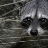 Urban Wildlife Removal & Prevention gallery