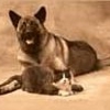A Pet Sitter Plus gallery