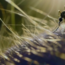 Advantage Termite and Pest Control - Pest Control Equipment & Supplies