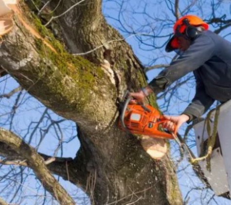 EI Gabilan Tree Service - Salinas, CA