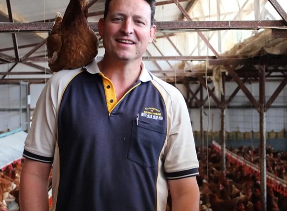 Llandilo Farm Fresh Eggs - Llandilo, NSW