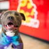 The Dog Stop - Franklinton gallery