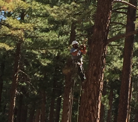 Russell's Artistry in Trees - Reno, NV